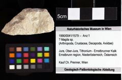 Foto (Objket + Etiketten) von Cracensigillatus acutirostris (Moericke, 1889) 